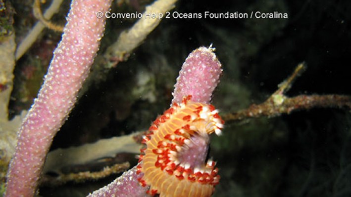 Fire worms (7)-2